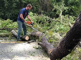 Best Tree Risk Assessment  in Keller, TX