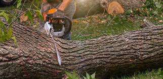 Best Lawn Pest Prevention  in Keller, TX
