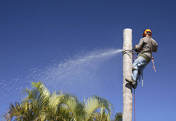 Best Stump Grinding and Removal  in Keller, TX